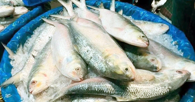 ইলিশের উৎপাদন বাড়াতে জোরালো উদ্যোগ সরকারের